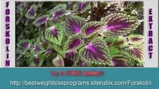 Forskolin - Forskolin Weight Loss