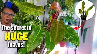 My Plant's Revenge: How I Grew HUGE Philodendron Leaves in Leca