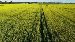 Canola Fields in Victoria, Australia - from a drone.