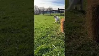 Goat Kid Leap Blooper!