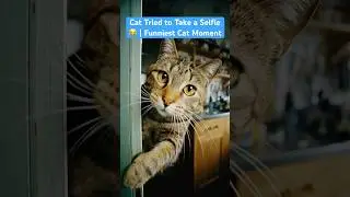 This cat really said &mdash; my turn to record now 😹📸 Wait for the look at the end!#editlyrics#youtubesh