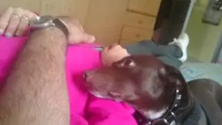 Lindo bel cane furbo geloso che ama le coccole