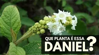 QUE PLANTA &Eacute; ESSA, DANIEL? Erva-baleeira