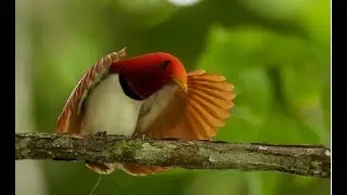 Most Exotic Bird Species - Wildlife Rainforest | Beautiful Birds & Colorful Birds