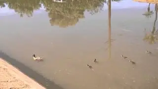 Mama Duck and Ducklings Swimming Upstream in Arizona Canal