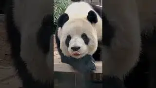 #PetTricks#PetTricks#FunnyCats#ukanimals#CuteDogsPetFails#fyporfavor