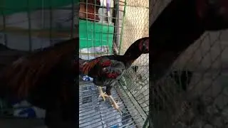 TRAH AYAM PAKHOY GRAY SNAKE IMPORT SUPER PUKUL BRAKOT