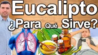 ACEITE DE EUCALIPTO PARA TODO! - ¿Para Qué Sirve? - Beneficios Y Contraindicaciones Para Tu Salud