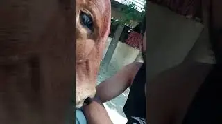 Gaya Mata kaa desi video 💯🤪 cow funny video ll cow catrun ll #farmer #cowlover #animals
