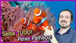 Saiba TUDO Sobre o Peixe PALHAÇO!