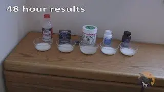 Finding the Best Probiotic with milk test - Floratrex, BlueBiotics, Dr. Mercola, Nexabiotic