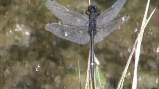 Dot-tailed Whiteface (Libellulidae: Leucorrhinia intacta) Male
