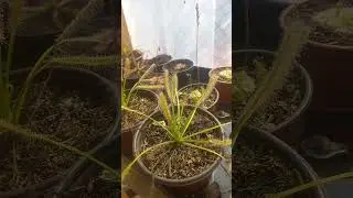 Drosera capensis variedad Alba