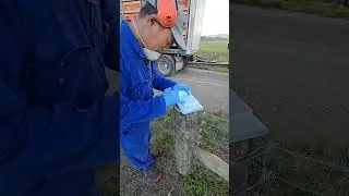 Pick up chicken from farm to factory