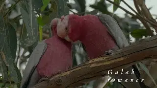 Galahs courting in relaxed mode | monogamous bird behaviour