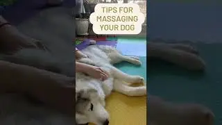 5 Tips for Massaging Your Dog | Animal Massage