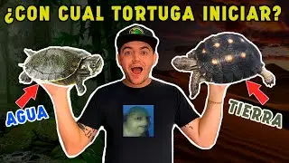 MI PRIMERA TORTUGA
