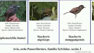 Avis, ordo Passeriformes, familia Sylviidae, sectio 3 sylvia yuhina pteruthius spelaeornis tesia