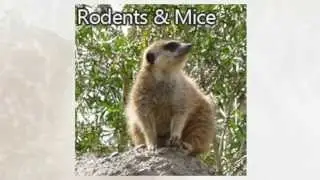 Rodent Removal Oakley CA 94561 925-392-3190 Animal Trapping