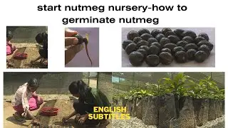 start nutmeg nursery-how to germinate nutmeg