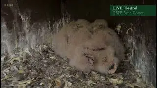 Springwatch Live Cameras | Sleepy Kestrel Chicks | 06.06.23