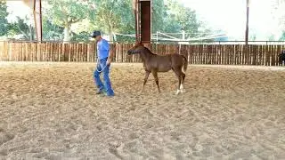 Day two of halter breaking this Bama Jelly weanling. Smart horses are the best horses lol