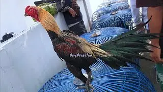 Banyak yang istimewa edisi Wage kali ini. Pasar Ayam Bangkok Populer