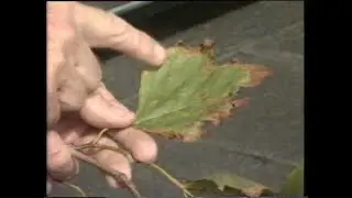 Plane Trees in London - Under threat from road salt - Thames News 26th August 1987