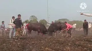 Indian Buffalo fight.. sadhon Bania vs shibo saikia 