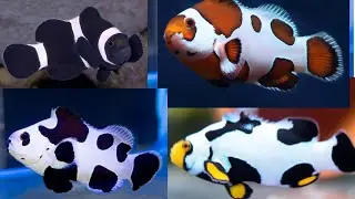 all rare clownfish species list | types of clownfish | Nemo fish