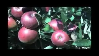 Apple Rust