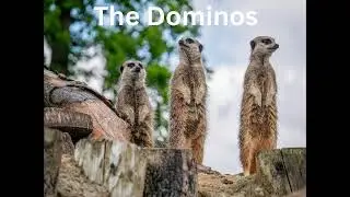 Watch Out - The Dominos - Pino Palladino - Pete Wenger - Micky Gee