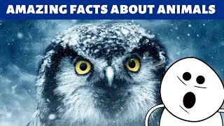 amazing facts about animals | top animal facts