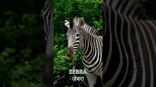 Z for Zebra | जेड फॉर ज़ेबरा | Alphabet ABC letter Z
