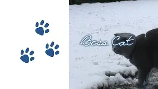 Boss Cat - My First Snow ❅