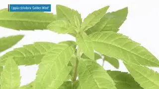 Lippia citriodora series