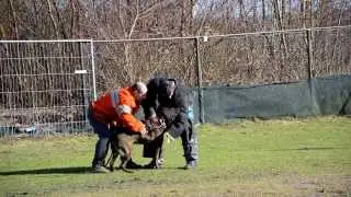 KNPV, stok stellen jonge X Hollandse herder (zoon Berry 2@17mnts)