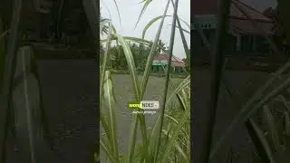 MENEB NEPSUMU #pituturjawa #ndeso #wongndeso #sawah