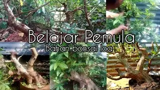 Membuat bonsai loa pemula
