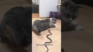 Surprised cat Prank with my pet animal 😺🐈 Cat #funnyvideo,😂😂😂 #XtremeWildlifeShorts