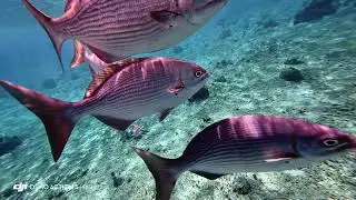 3 Reef Excursion at Cozumel, Mexico using DJI Osmo Action 5 Pro   4K