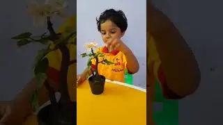 Seed to Fruit | Plant And Its Parts | Kindergarten Learning | Environmental Studies