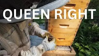 June 17th queen Right