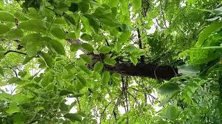 Amrit Saman barsane 🌲🌴Wala Amrit ka ped 🌧️🌨️💧🌩️#viralvideo #fruit #garden