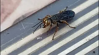 Square-headed Wasp | clip#205 | AnnLazaro