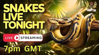 Snake Shack Meet and Greet 7pm GMT: pythons, Hognoses, Cornsnakes, MBK BCI and many more