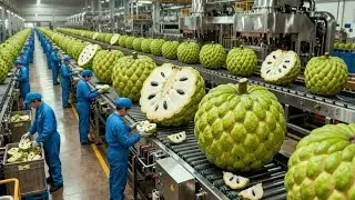 Inside an Industrial Scale Custard Apple Factory Fresh Fruit &rarr; Dessert Filling Full Process