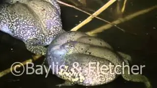 Truncate-snouted burrowing frog, Cambodia, 20110429_002159.mp4