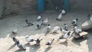 #do#kabutarudaye humne🧪🕊️Aaj#teddy #kabootar#cal dhama #kabutar 11:00 bajar Aakar Uttardo #kabutar💞💕