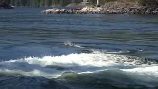 Skookumchuck Narrows Porpoises